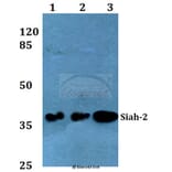 Anti-Siah-2 (E266) Antibody from Bioworld Technology (BS2425) - Antibodies.com