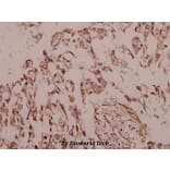 Anti-Siah-2 (E266) Antibody from Bioworld Technology (BS2425) - Antibodies.com