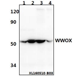 Anti-WWOX (A7) Antibody from Bioworld Technology (BS2426) - Antibodies.com