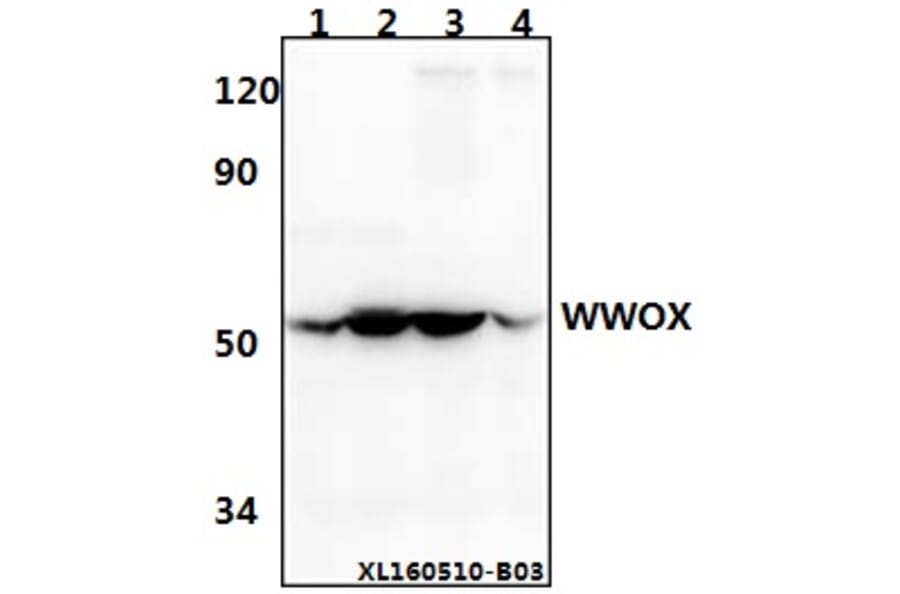 Anti-WWOX (A7) Antibody from Bioworld Technology (BS2426) - Antibodies.com