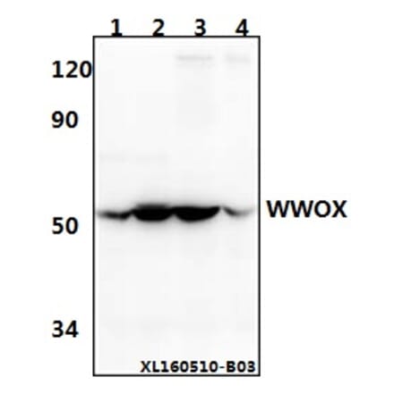 Anti-WWOX (A7) Antibody from Bioworld Technology (BS2426) - Antibodies.com