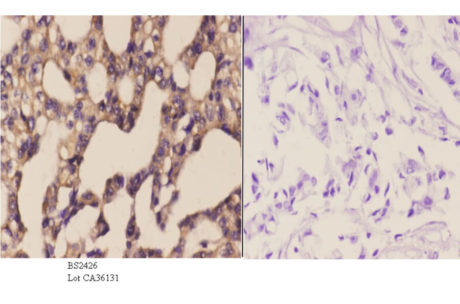Anti-WWOX (A7) Antibody from Bioworld Technology (BS2426) - Antibodies.com