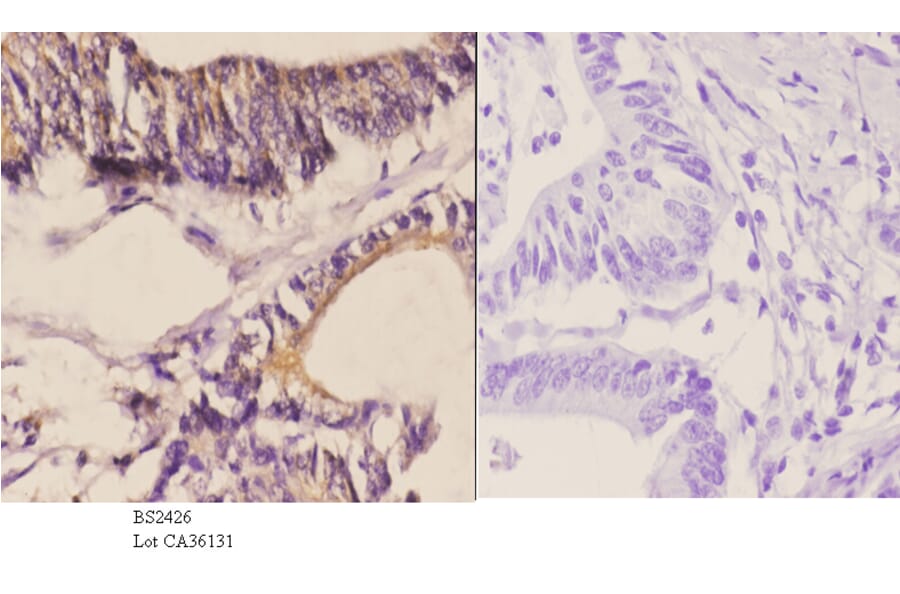Anti-WWOX (A7) Antibody from Bioworld Technology (BS2426) - Antibodies.com