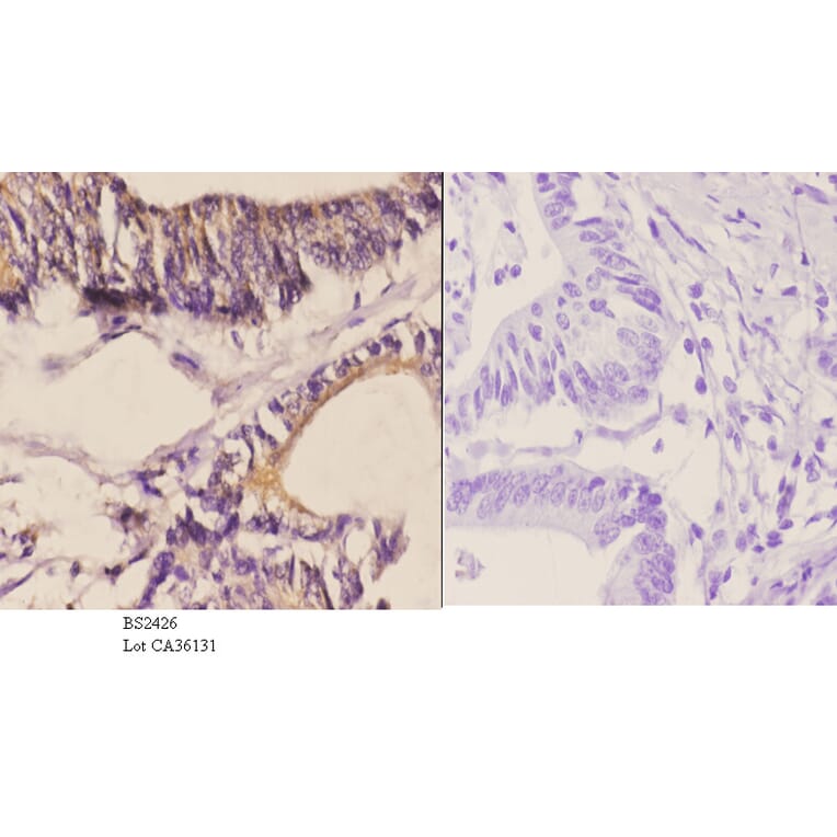 Anti-WWOX (A7) Antibody from Bioworld Technology (BS2426) - Antibodies.com