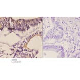 Anti-WWOX (A7) Antibody from Bioworld Technology (BS2426) - Antibodies.com