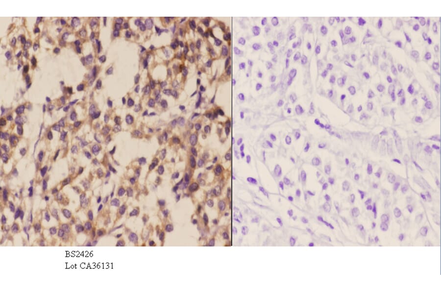Anti-WWOX (A7) Antibody from Bioworld Technology (BS2426) - Antibodies.com