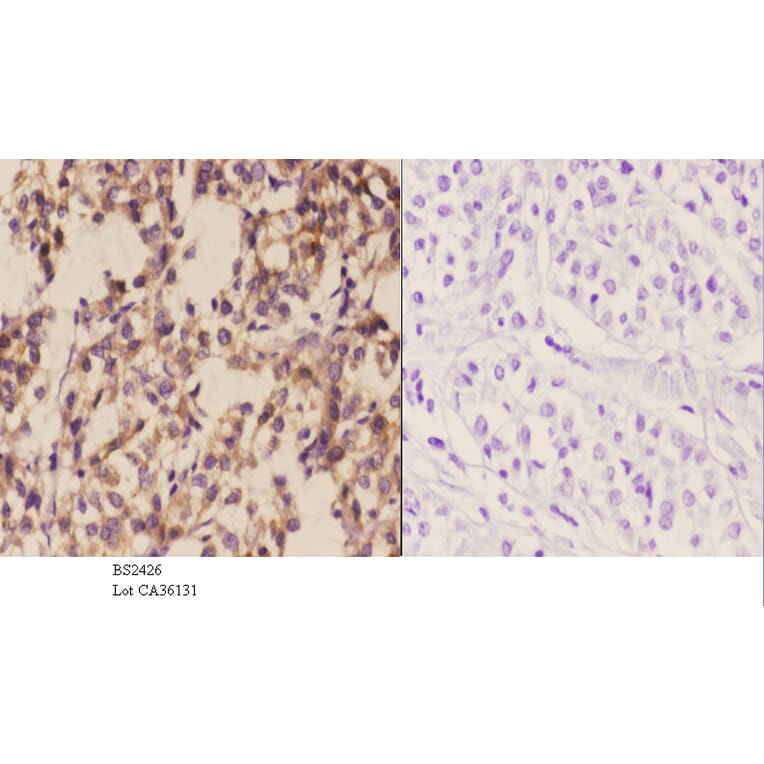 Anti-WWOX (A7) Antibody from Bioworld Technology (BS2426) - Antibodies.com