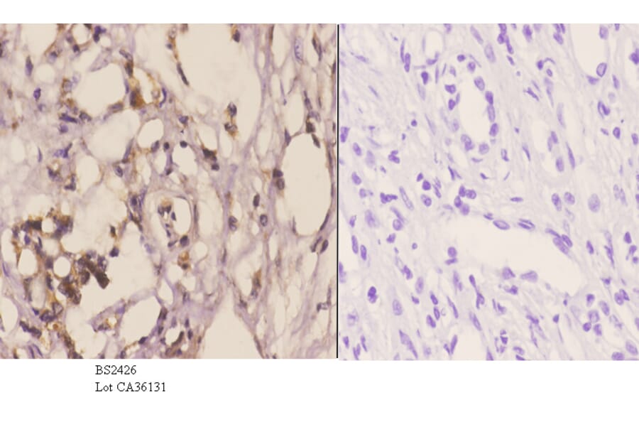Anti-WWOX (A7) Antibody from Bioworld Technology (BS2426) - Antibodies.com
