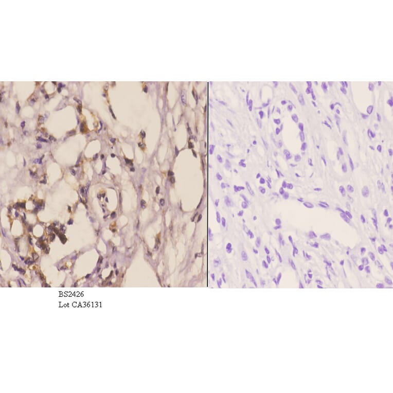 Anti-WWOX (A7) Antibody from Bioworld Technology (BS2426) - Antibodies.com