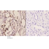 Anti-WWOX (A7) Antibody from Bioworld Technology (BS2426) - Antibodies.com