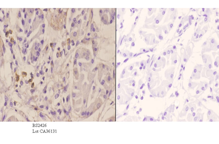 Anti-WWOX (A7) Antibody from Bioworld Technology (BS2426) - Antibodies.com