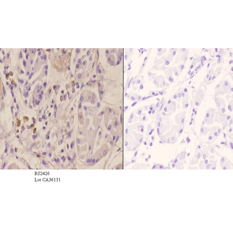 Anti-WWOX (A7) Antibody from Bioworld Technology (BS2426) - Antibodies.com