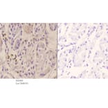 Anti-WWOX (A7) Antibody from Bioworld Technology (BS2426) - Antibodies.com