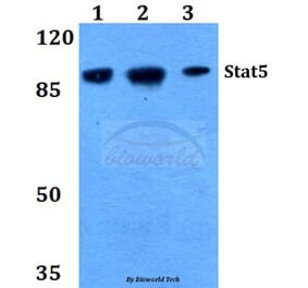 Anti-Stat5 (W287) Antibody from Bioworld Technology (BS2427) - Antibodies.com
