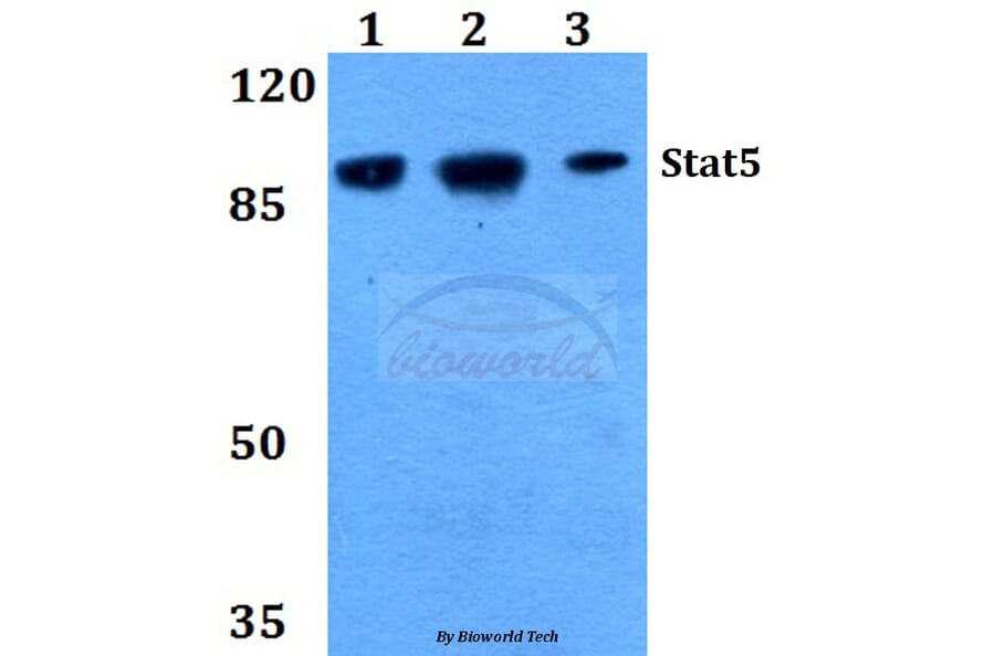 Anti-Stat5 (W287) Antibody from Bioworld Technology (BS2427) - Antibodies.com
