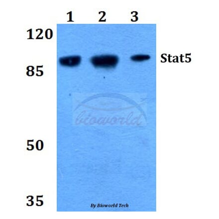 Anti-Stat5 (W287) Antibody from Bioworld Technology (BS2427) - Antibodies.com