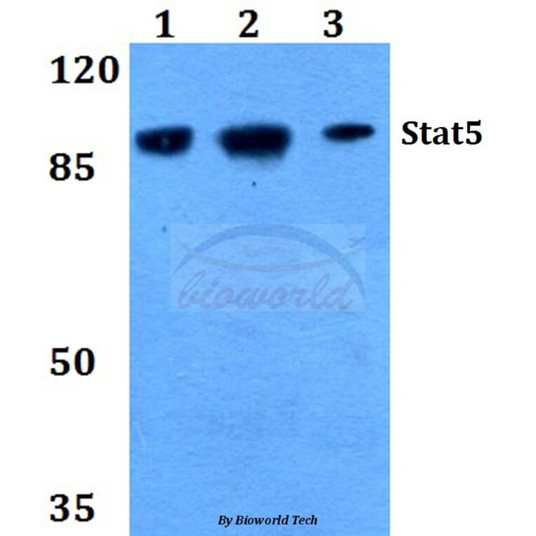 Anti-Stat5 (W287) Antibody from Bioworld Technology (BS2427) - Antibodies.com