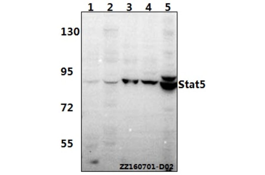 Anti-Stat5 (W287) Antibody from Bioworld Technology (BS2427) - Antibodies.com