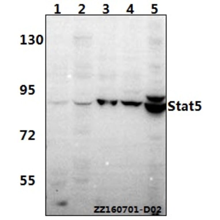 Anti-Stat5 (W287) Antibody from Bioworld Technology (BS2427) - Antibodies.com