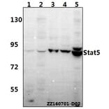 Anti-Stat5 (W287) Antibody from Bioworld Technology (BS2427) - Antibodies.com