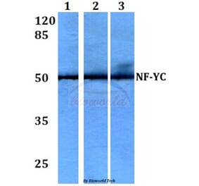 Anti-NF-YC (W85) Antibody from Bioworld Technology (BS2428) - Antibodies.com