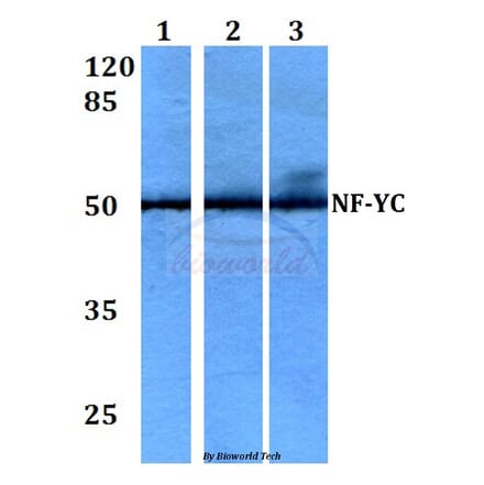 Anti-NF-YC (W85) Antibody from Bioworld Technology (BS2428) - Antibodies.com