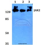 Anti-JAK2 (R564) Antibody from Bioworld Technology (BS2432) - Antibodies.com