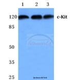 Anti-c-Kit (E930) Antibody from Bioworld Technology (BS2433) - Antibodies.com