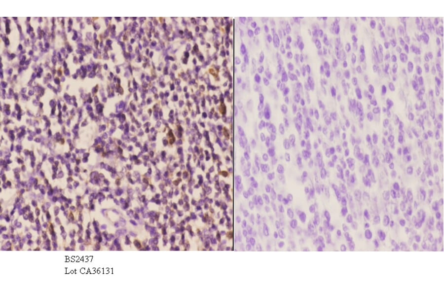 Anti-Cyclin H (E311) Antibody from Bioworld Technology (BS2437) - Antibodies.com