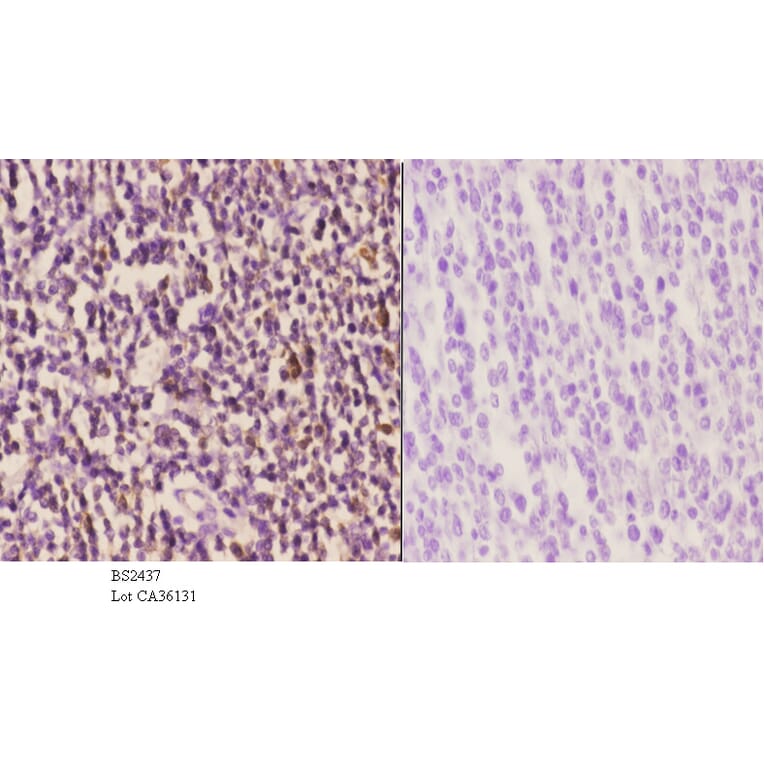 Anti-Cyclin H (E311) Antibody from Bioworld Technology (BS2437) - Antibodies.com