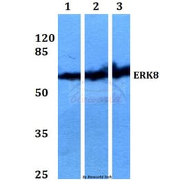 Anti-ERK8 (D171) Antibody from Bioworld Technology (BS2438) - Antibodies.com