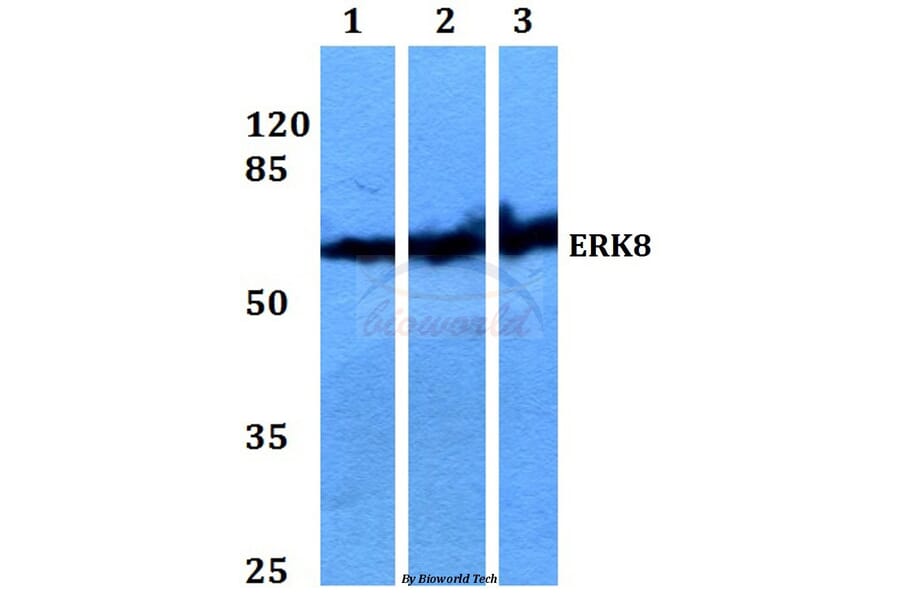 Anti-ERK8 (D171) Antibody from Bioworld Technology (BS2438) - Antibodies.com
