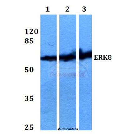 Anti-ERK8 (D171) Antibody from Bioworld Technology (BS2438) - Antibodies.com