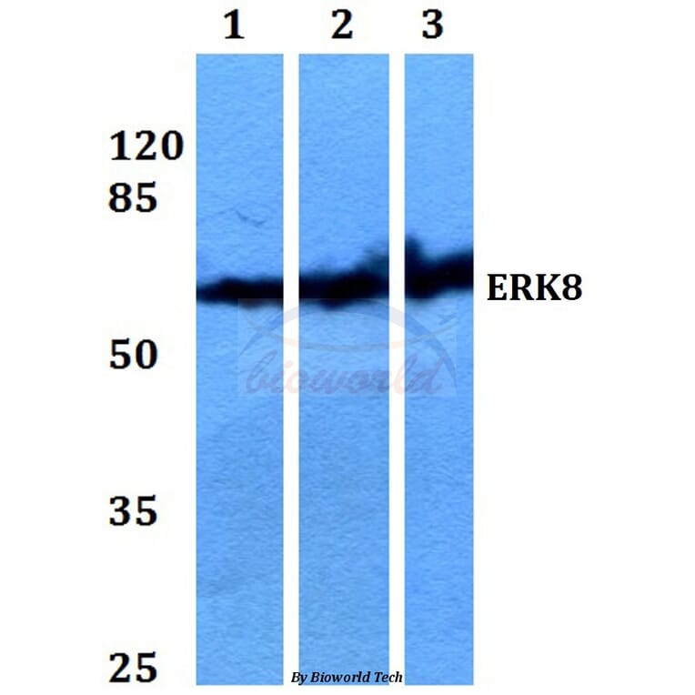 Anti-ERK8 (D171) Antibody from Bioworld Technology (BS2438) - Antibodies.com