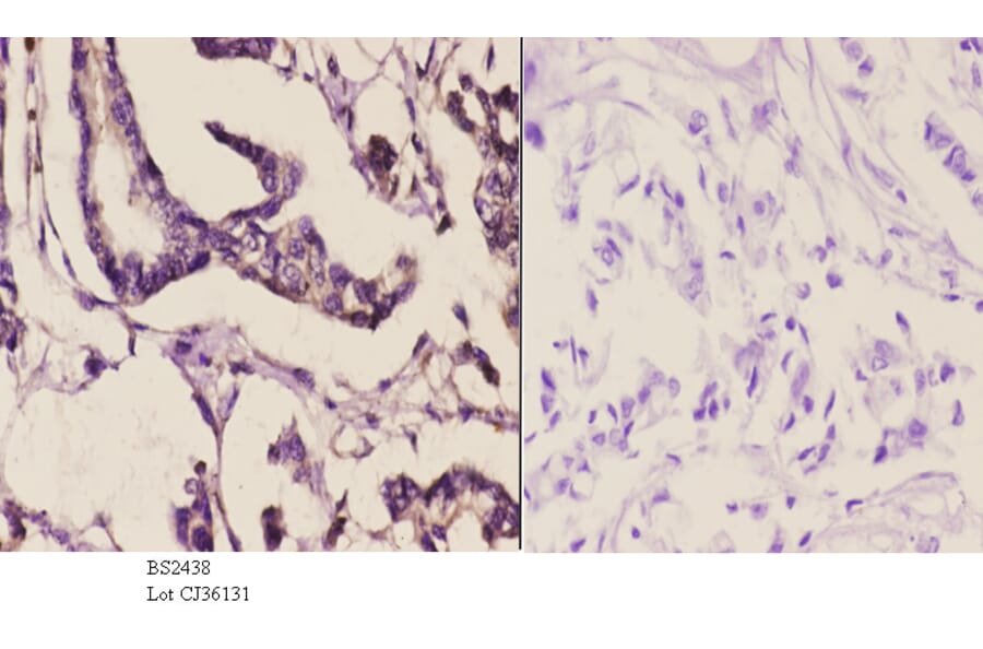 Anti-ERK8 (D171) Antibody from Bioworld Technology (BS2438) - Antibodies.com