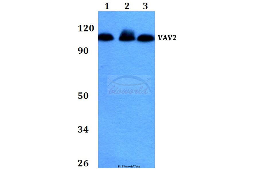 Anti-VAV2 (D138) Antibody from Bioworld Technology (BS2443) - Antibodies.com