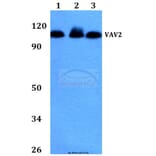 Anti-VAV2 (D138) Antibody from Bioworld Technology (BS2443) - Antibodies.com