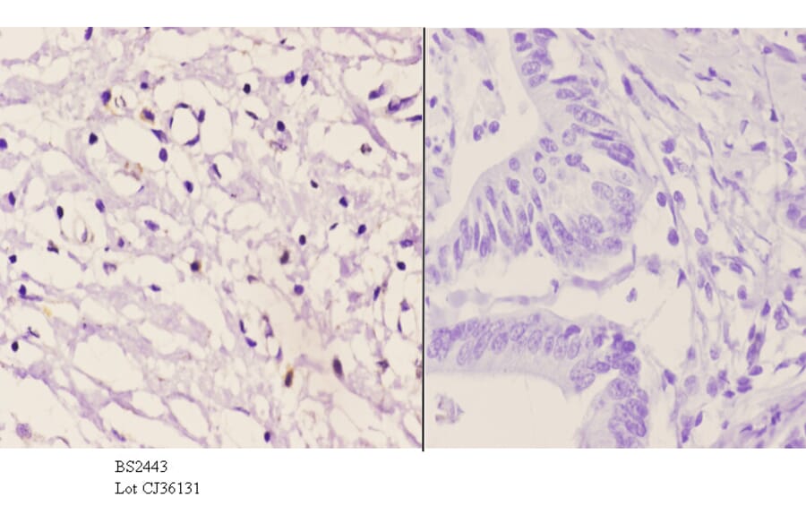 Anti-VAV2 (D138) Antibody from Bioworld Technology (BS2443) - Antibodies.com