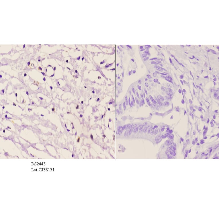 Anti-VAV2 (D138) Antibody from Bioworld Technology (BS2443) - Antibodies.com