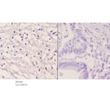Anti-VAV2 (D138) Antibody from Bioworld Technology (BS2443) - Antibodies.com