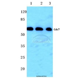 Anti-Cdc7 (F35) Antibody from Bioworld Technology (BS2447) - Antibodies.com