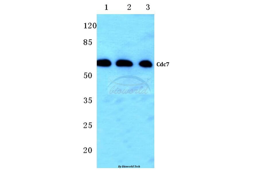 Anti-Cdc7 (F35) Antibody from Bioworld Technology (BS2447) - Antibodies.com