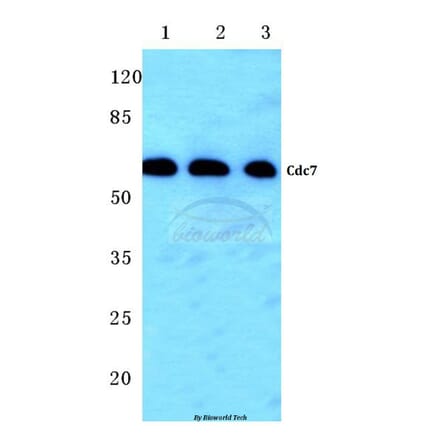 Anti-Cdc7 (F35) Antibody from Bioworld Technology (BS2447) - Antibodies.com