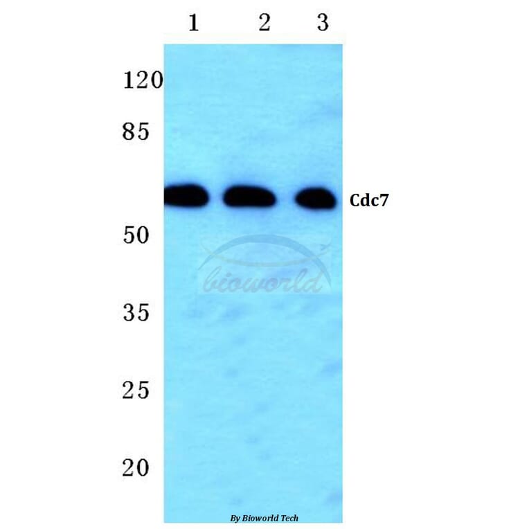 Anti-Cdc7 (F35) Antibody from Bioworld Technology (BS2447) - Antibodies.com