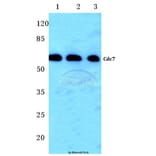 Anti-Cdc7 (F35) Antibody from Bioworld Technology (BS2447) - Antibodies.com