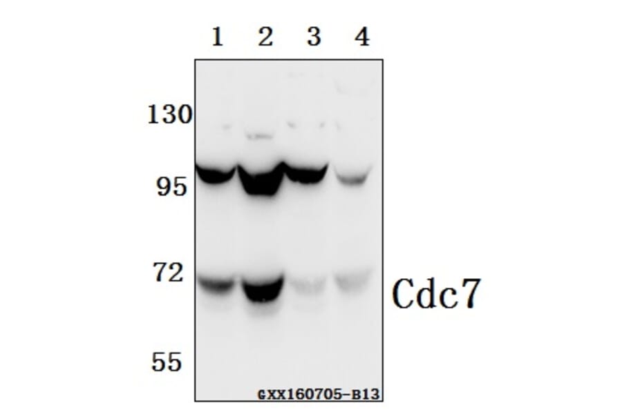 Anti-Cdc7 (F35) Antibody from Bioworld Technology (BS2447) - Antibodies.com