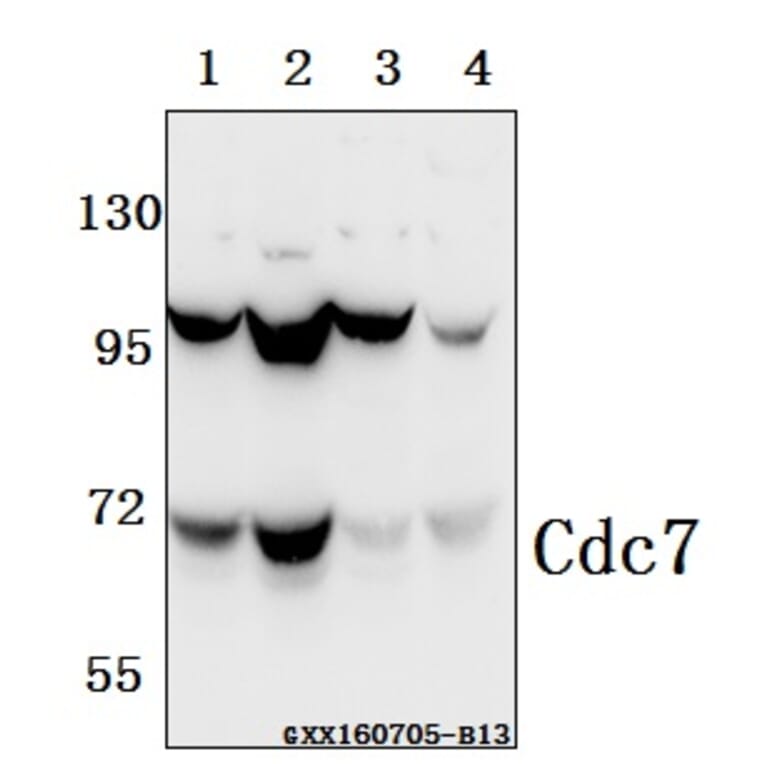 Anti-Cdc7 (F35) Antibody from Bioworld Technology (BS2447) - Antibodies.com