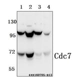 Anti-Cdc7 (F35) Antibody from Bioworld Technology (BS2447) - Antibodies.com