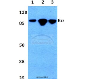 Anti-Hrs (R481) Antibody from Bioworld Technology (BS2448) - Antibodies.com