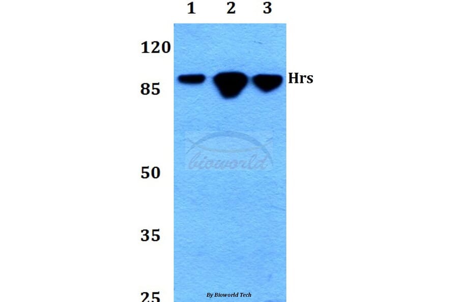 Anti-Hrs (R481) Antibody from Bioworld Technology (BS2448) - Antibodies.com